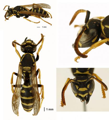 Réf. 201 434 : Polistes nimpha